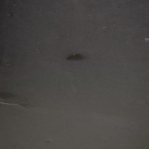 VALONGO BLACK™ Slate (Honed) 